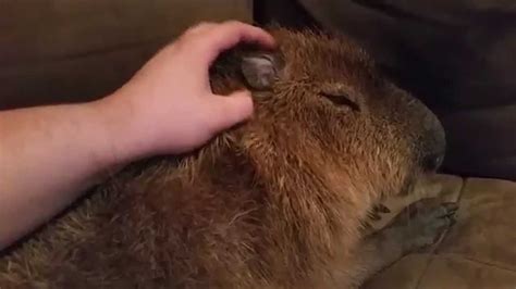 Though they've. . Capybara petting zoo michigan